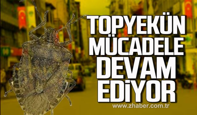 Çaycuma'da kokarca böceği ile topyekün mücadele devam ediyor!