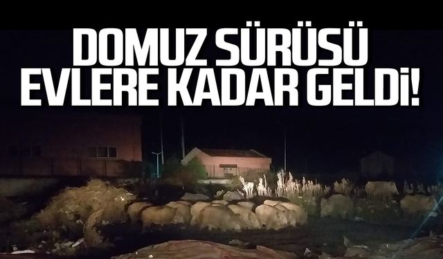 Domuzlar evlere kadar indi! Vatandaşlar tedirgin!