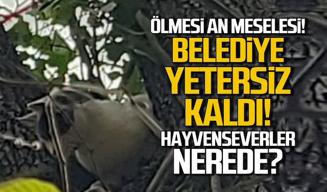 Ölmesi an meselesi! Belediye yetersiz kaldı!