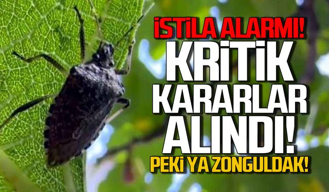 Kahverengi Kokarca alarmı! Kritik kararlar alındı!