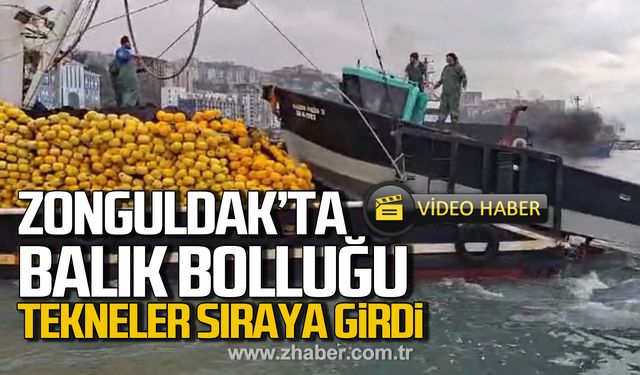 Zonguldak’ta balık bolluğu! Tekneler sıraya girdi!