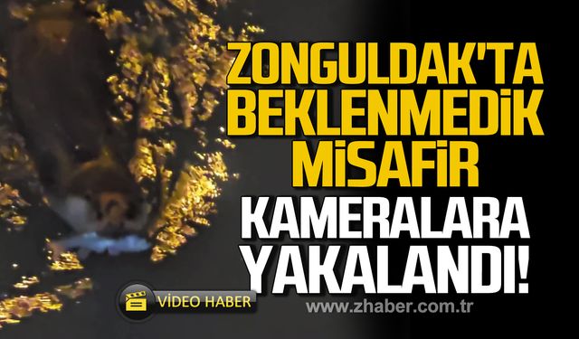 Zonguldak'ta beklenmedik misafir kameralara yakalandı!