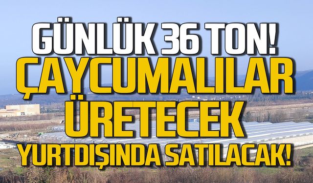 Çaycuma'da büyük adım atıldı! Yurtdışında satılacak!