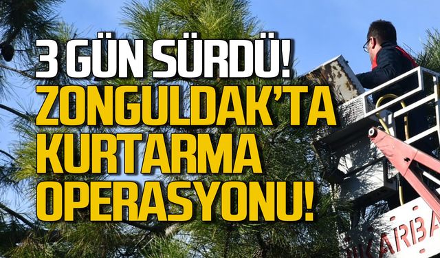 Zonguldak'ta 3 gün süren kedi kurtarma operasyonu!