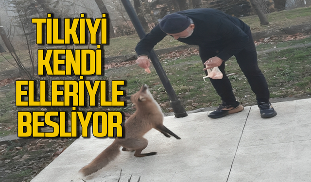 TTK emeklisi Hüseyin Yazıcı tilkiyi kendi elleriyle besliyor