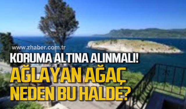 Koruma altına alınmalı! Ağlayan ağaç neden bu halde?