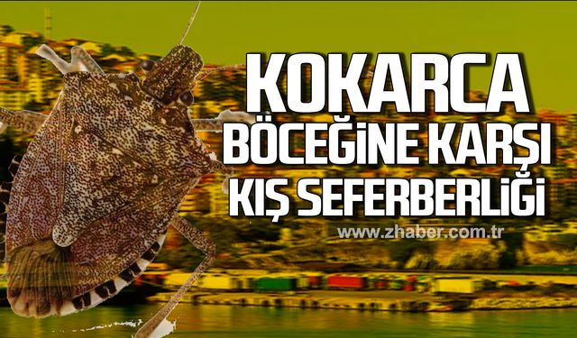 Çaycuma'da kokarca böceğine karşı kış seferberliği!