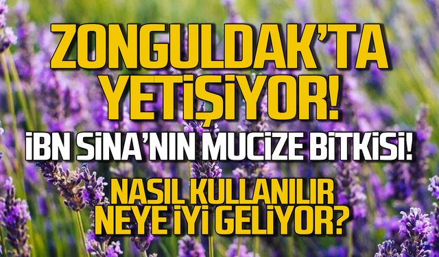 Zonguldak'ta yetişiyor! İbn-i Sina’nın övdüğü mucizevi Kabataş Otu!