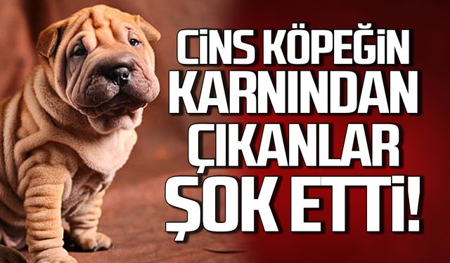 Cins köpeğin karnından çıkanlar şok etti!