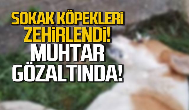 Sokak köpeklerini zehirleyen muhtar gözaltında!