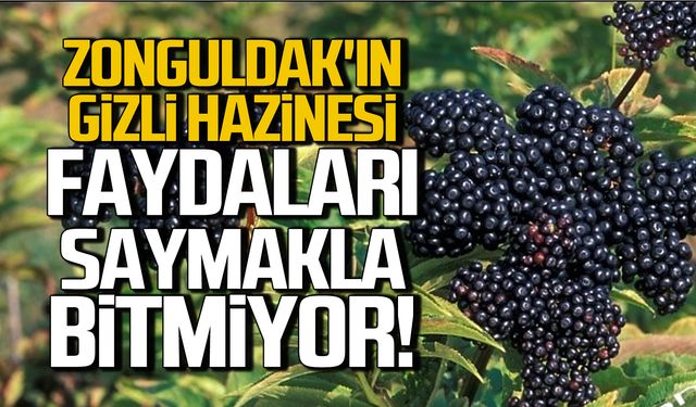 Zonguldak’ın her yerinde… Şahmelik otunun faydaları nelerdir?