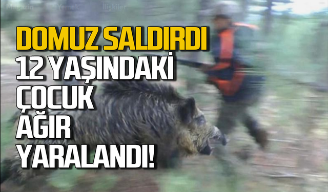 Domuz saldırdı! 12 yaşındaki çocuk ağır yaralandı