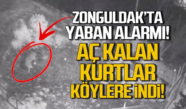 Zonguldak'ta yaban alarmı! Aç kalan kurtlar köylere indi!