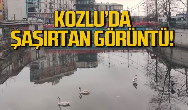 Kozlu'da şaşırtan görüntü!