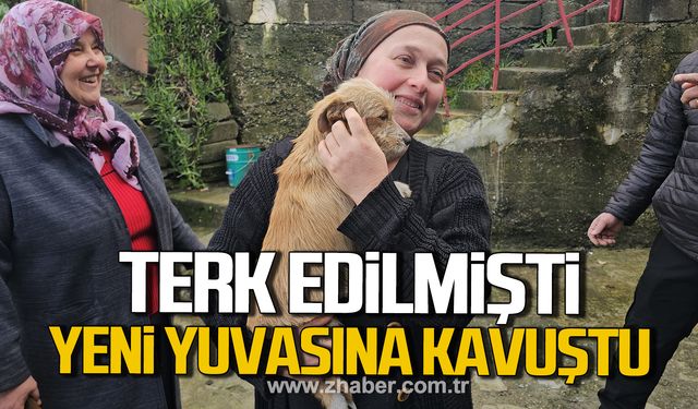 Terk edilmişti! Yeni yuvasına kavuştu!