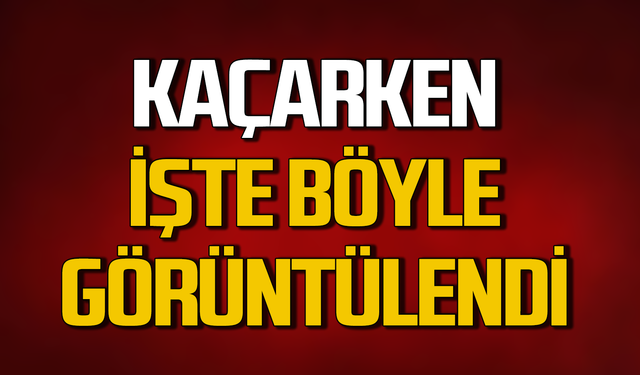 Bartın'da kaçan Karaca  böyle görüntülendi