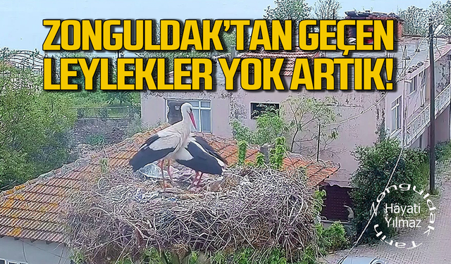 Zonguldak'tan geçen leylekler yok artık!