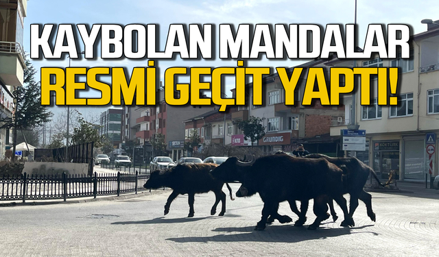 Kaybolan mandalar resmi geçit yaptı!