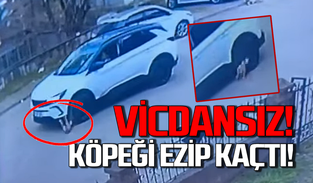 Vicdansız! Köpeği ezip kaçtı