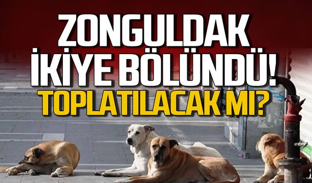 Zonguldak’ta Sokak Köpekleri Toplatılacak mı?