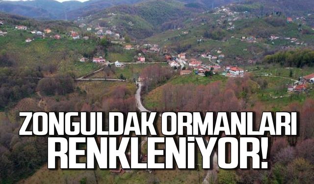 Zonguldak ormanları renkleniyor!