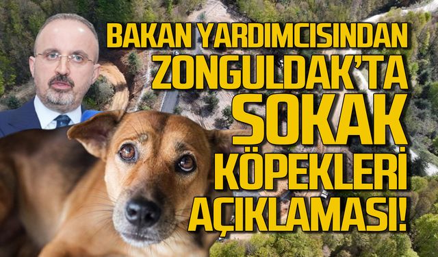 Bakan Yardımcısı Bülent Turan'dan sokak hayvanları açıklaması