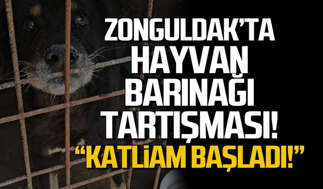 Zonguldak’ta Barınak Tartışması! Katliam başladı!