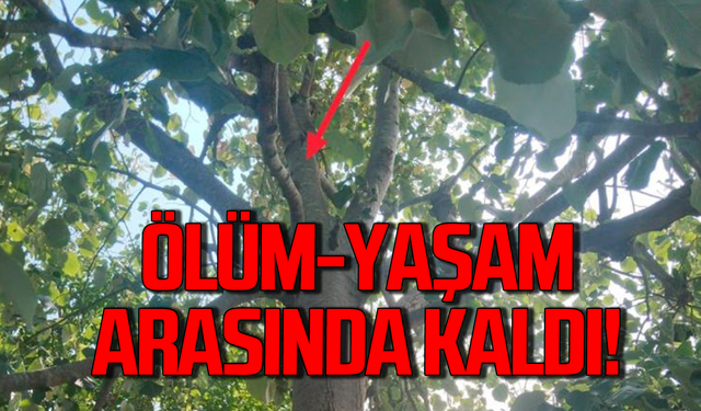 Alaplı'da ağaçtan düşen kadın ölümden döndü!