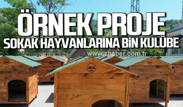 Çaycuma'da örnek proje! Sokak hayvanlarına bin kulübe!
