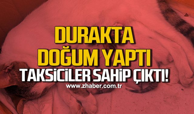 Durakta doğum yapan kedi ve yavrularına taksiciler sahip çıktı