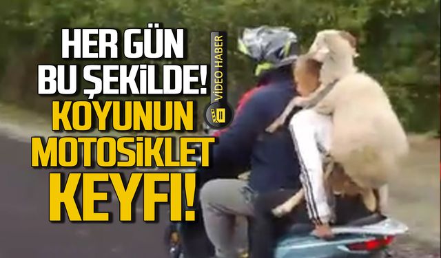 Zonguldak'ta koyunun motosiklet keyfi kamerada!