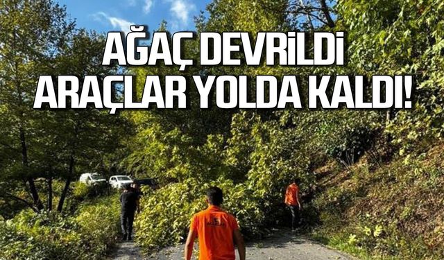 Ağaç devrildi! Araçlar yolda kaldı!