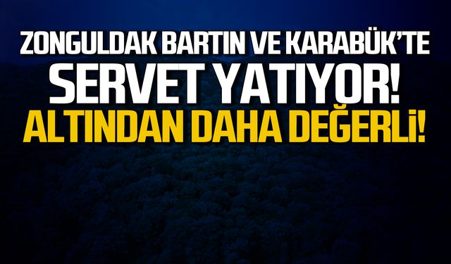 Zonguldak, Bartın ve Karabük ormanlarında servet yatıyor!