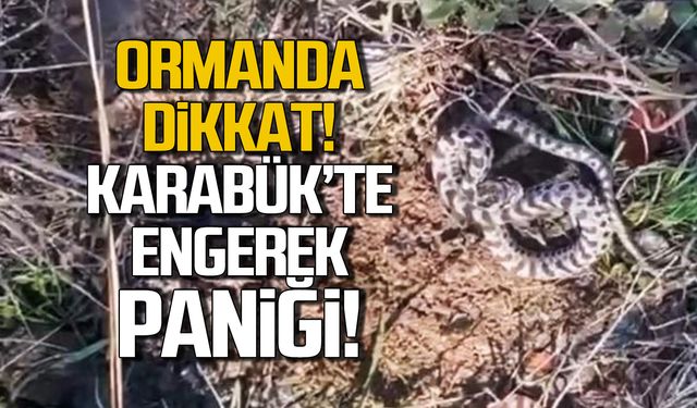 Ormanda dikkat! Karabük'te engerek paniği!