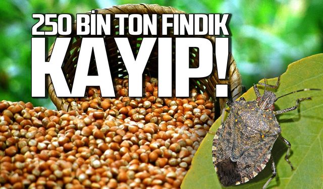 Böyle uyardı En az 250 bin ton fındık kayıp!