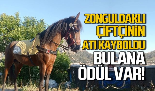 Devrekli çiftçinin atı kayboldu! Bulana ödül var