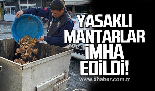 Devrek'te yasaklı mantarlar imha edildi!