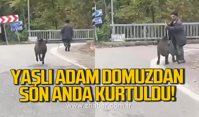 Yaşlı adam, üzerine koşan domuzdan son anda kurtuldu