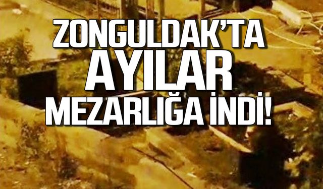Zonguldak'ta ayılar mezarlığa indi!