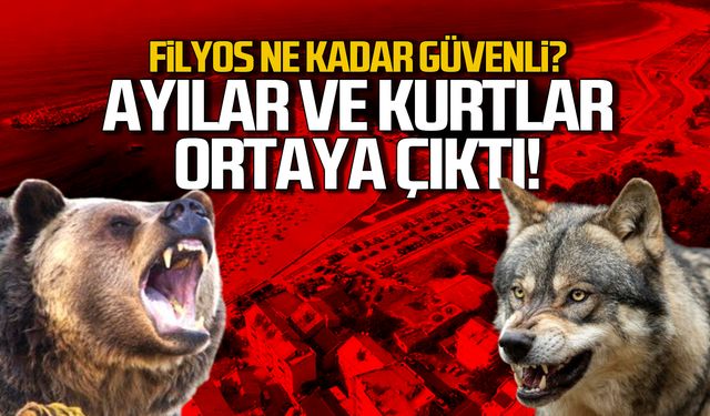 Filyos ne kadar güvenli! Ayılar ve kurtlar ortaya çıktı!