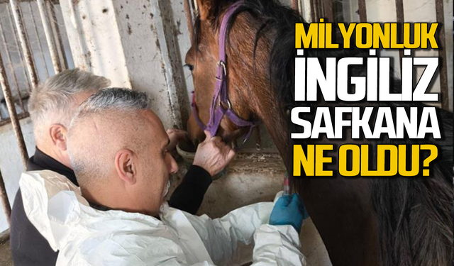 Milyonluk safkan İngiliz atına sağlık taraması yaptılar!