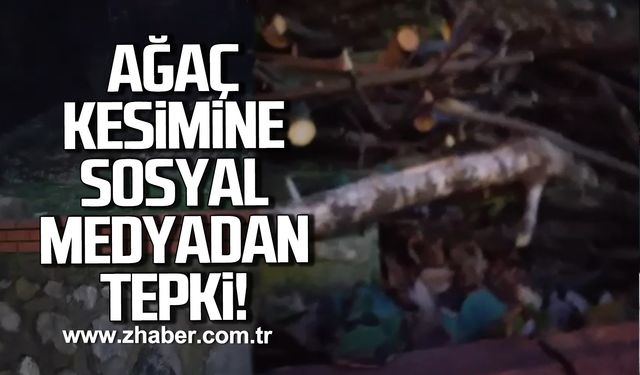 Zonguldak'ta ağaç kesimine sosyal medyadan tepki!