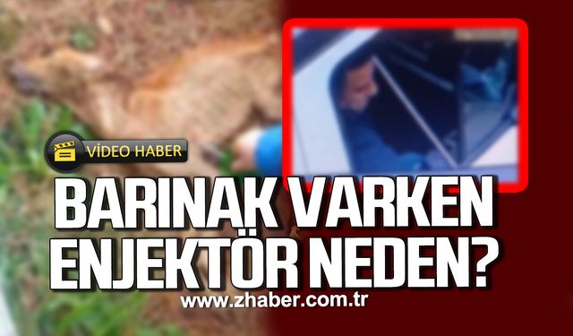 Zonguldak Belediyesine tepkiler çığ gibi! Barınak varken enjektör neden?