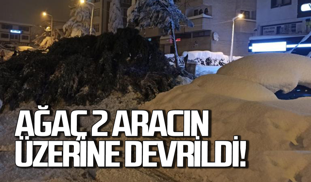 Kar ağırlığına dayanamayan ağaç 2 aracın üzerine devrildi!