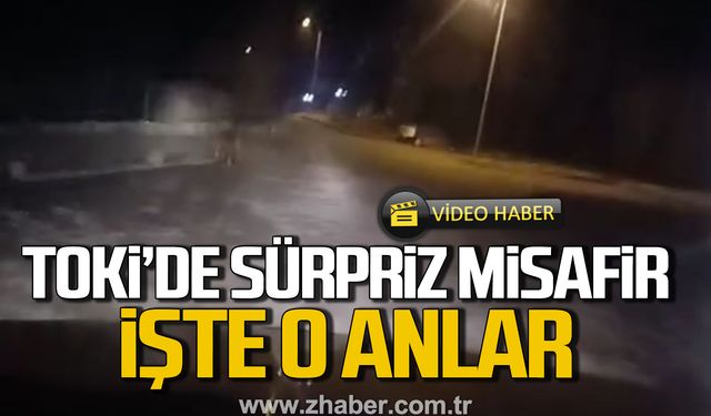 Zonguldak TOKİ'de sürpriz misafir! İşte o anlar...