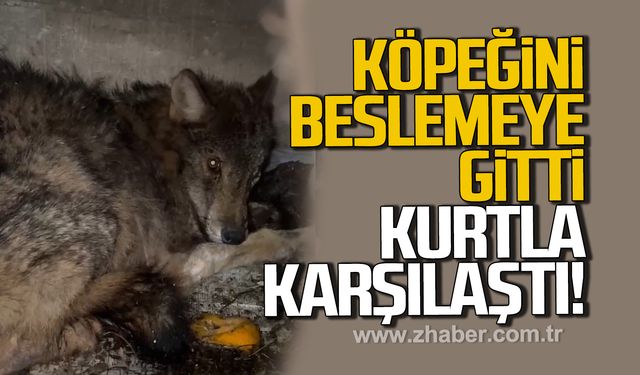 Alaplı'da aç kalan kurt, köpek barınağına sığındı