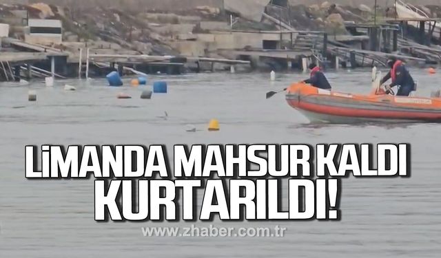 Alaplı limanında mahsur kalan yunus kurtarıldı