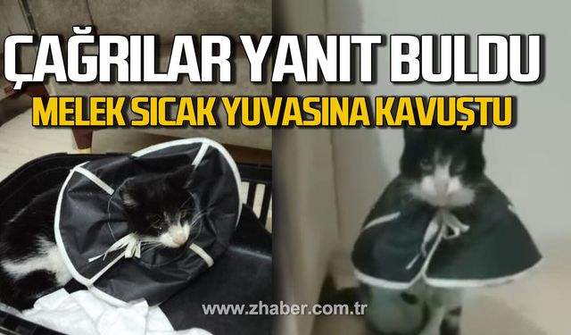 Zonguldak'ta o kediden haber var. Melek sıcak yuvasına kavuştu.