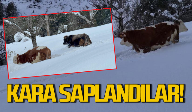 Büyükbaş hayvanların karla imtihanı dronla görüntülendi