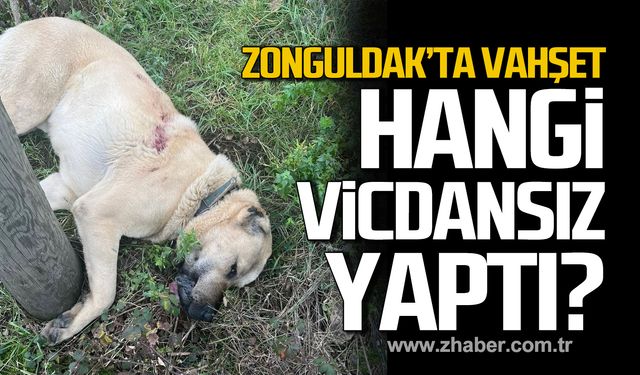 Zonguldak’ta vahşet. Hangi vicdansız yaptı?